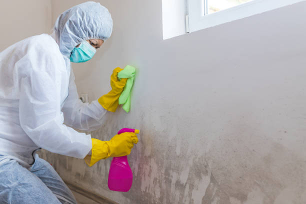 Best Mold Damage Restoration  in Greendale, WI