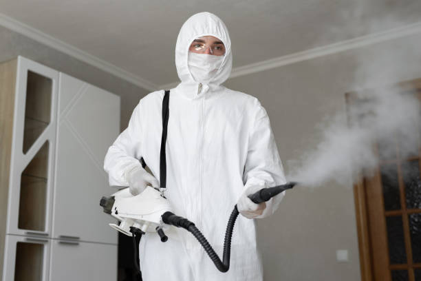 Best Black Mold Removal  in Greendale, WI